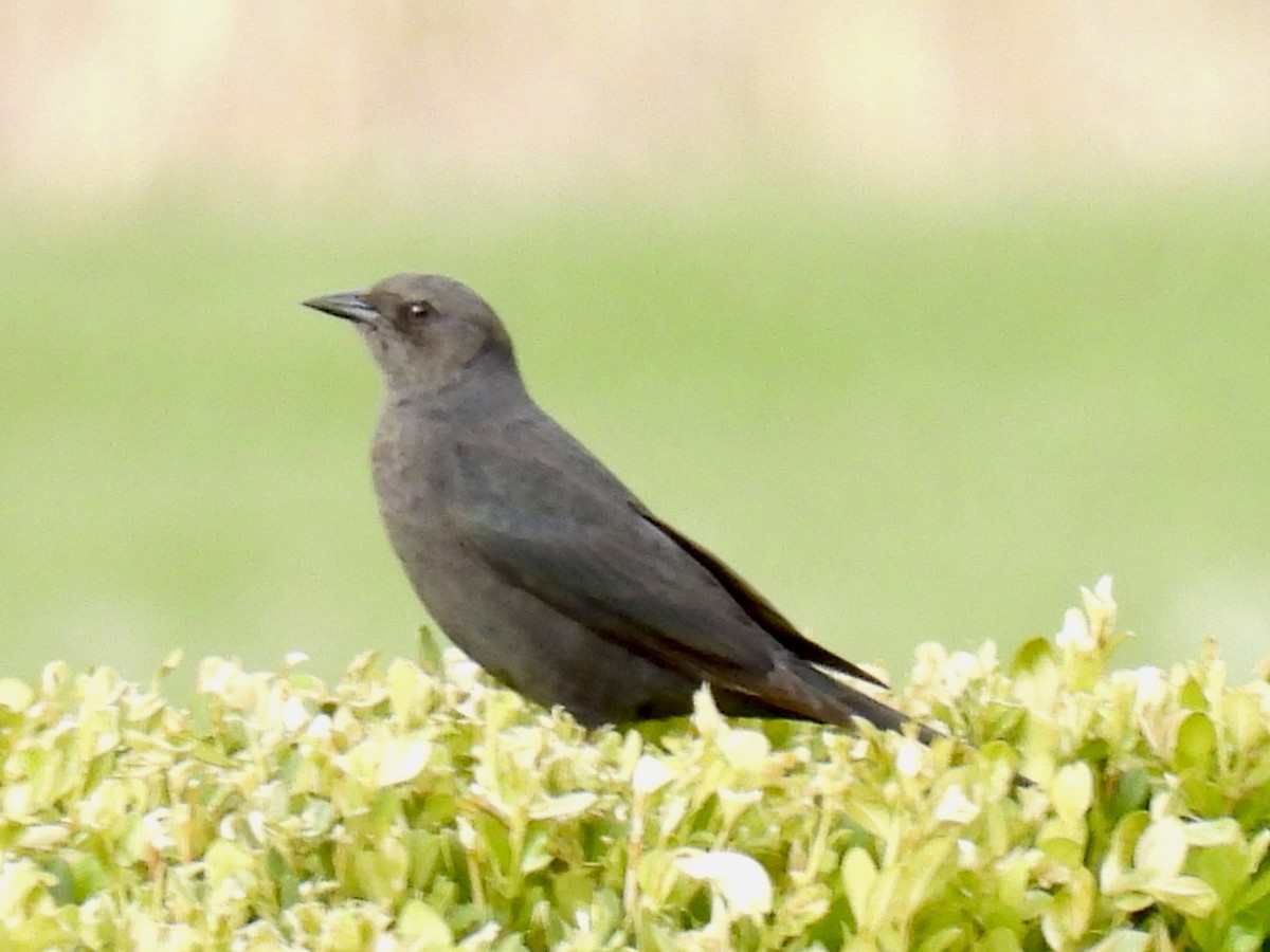 Brewer's Blackbird - ML563065141