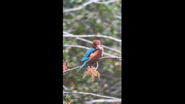 White-throated Kingfisher - ML563065871