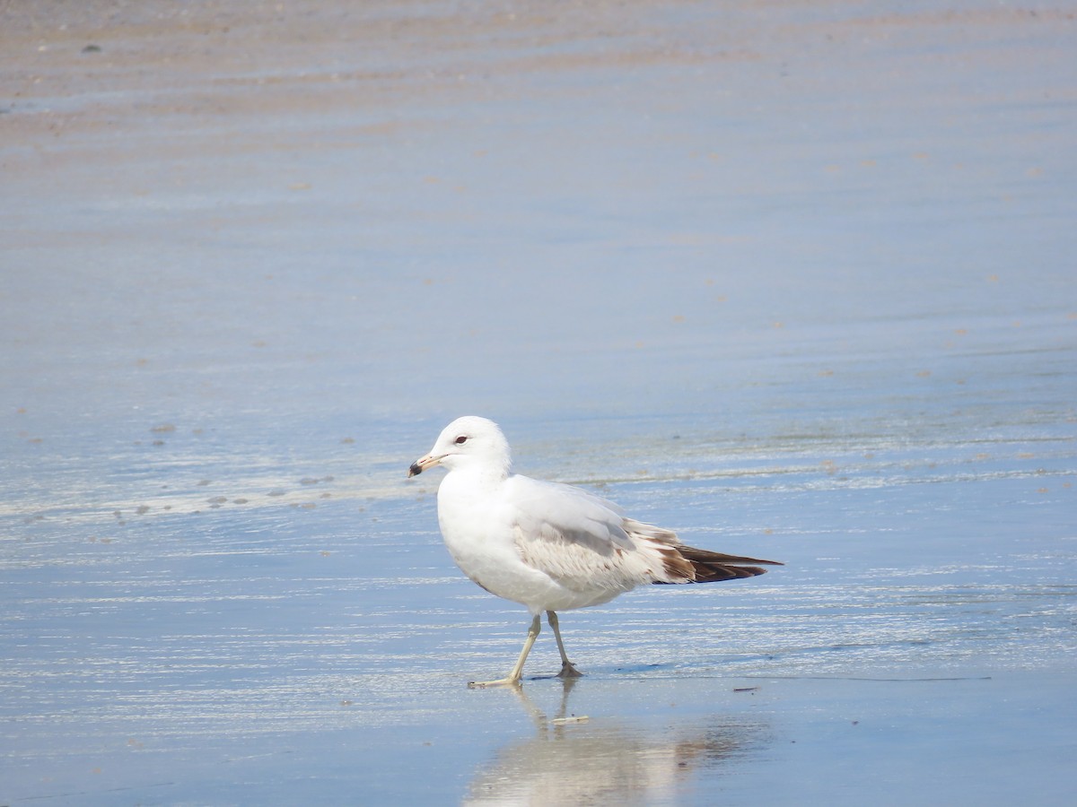 Ring-billed Gull - Abra Welch