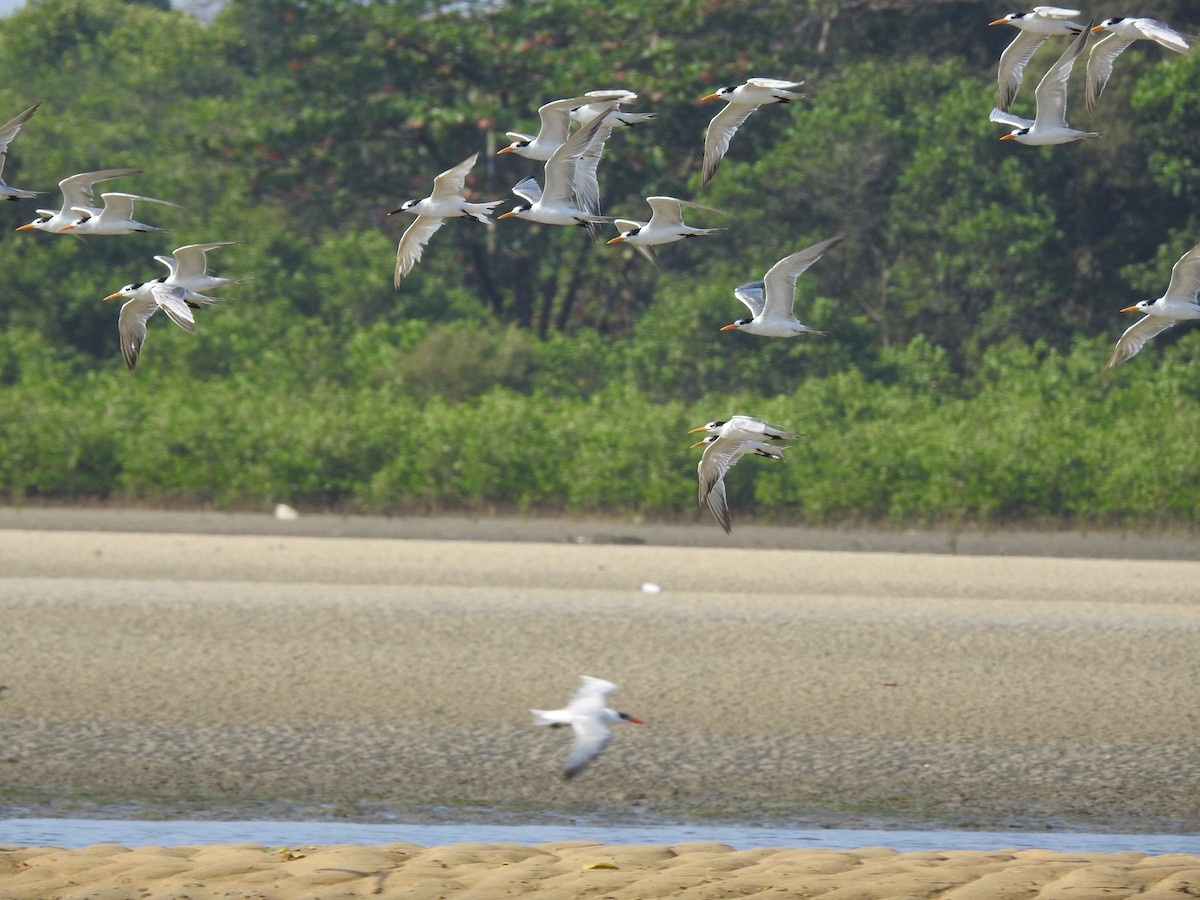 Sandwich Tern - ML563067741