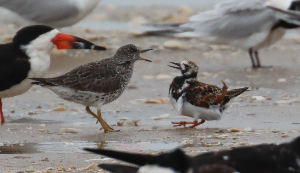 Surfbird - ML563068021