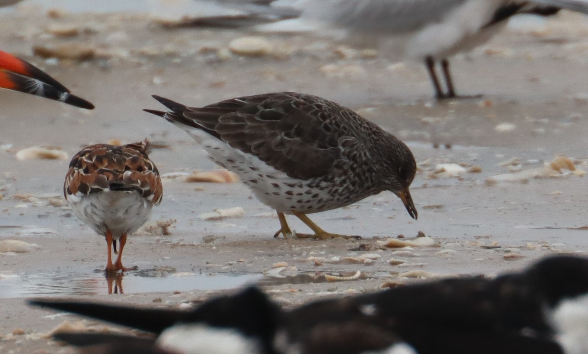 Surfbird - ML563068031