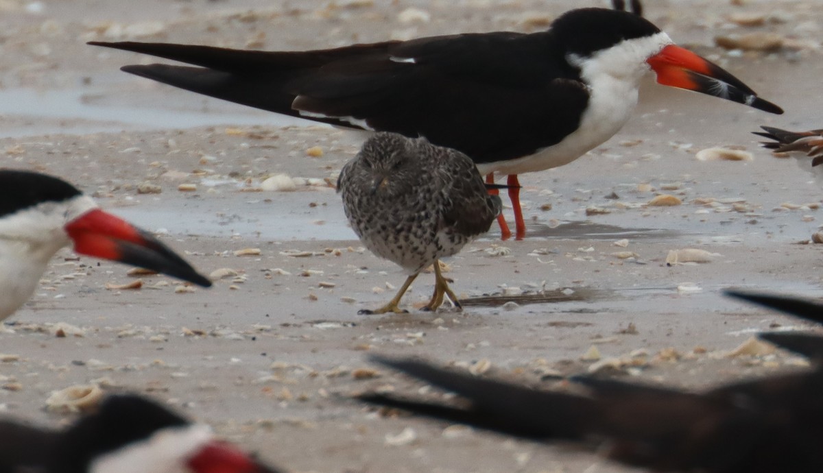 Surfbird - Greg Cook