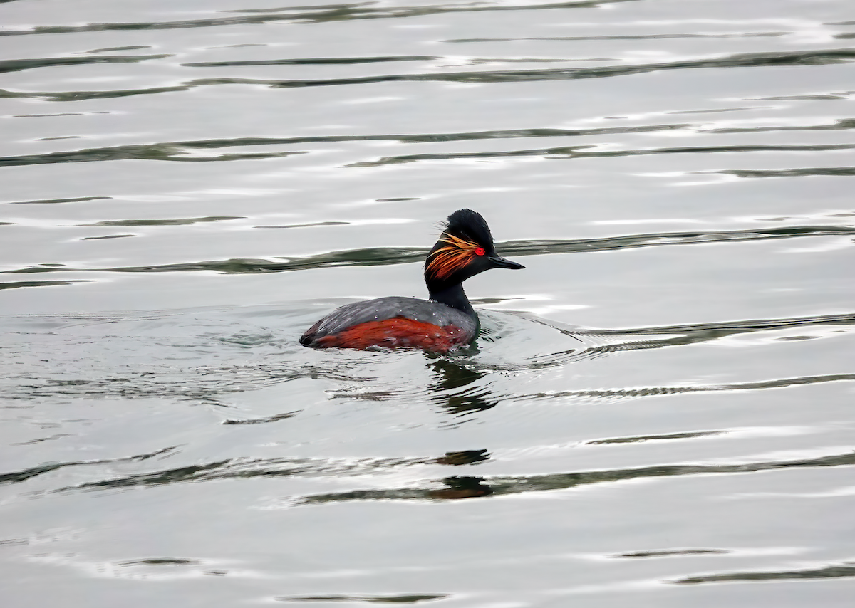 Eared Grebe - Lenka Steuter