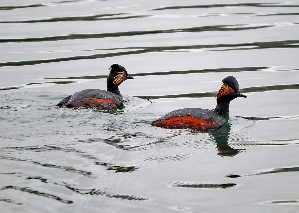 Eared Grebe - Lenka Steuter