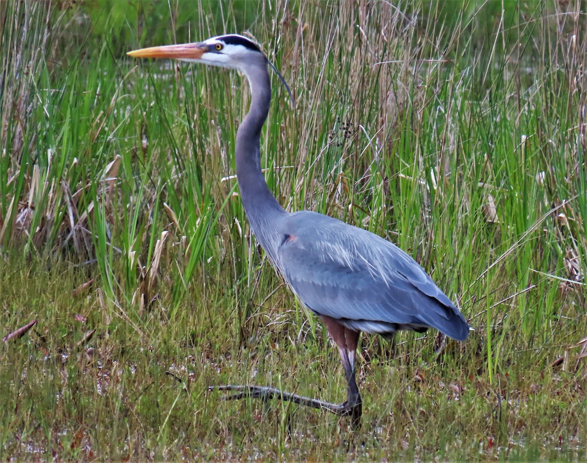 Garza Azulada - ML563069811