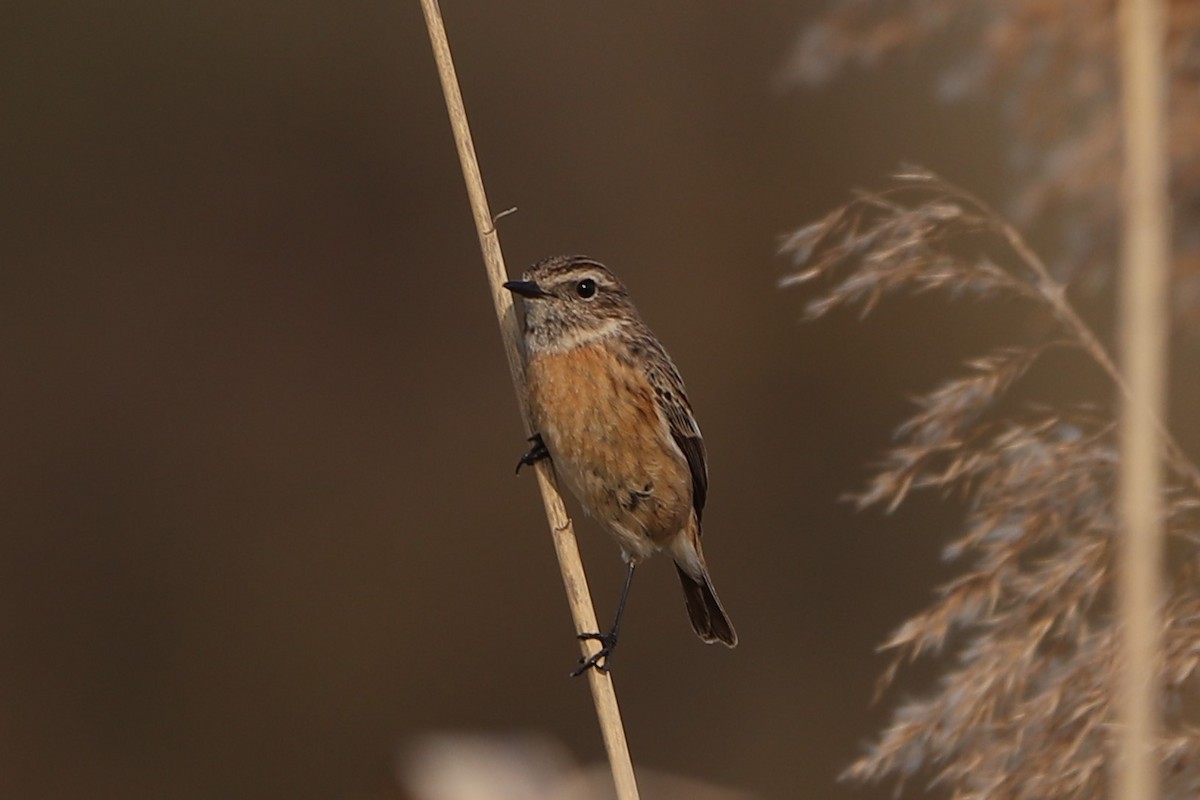European Stonechat - ML563070461