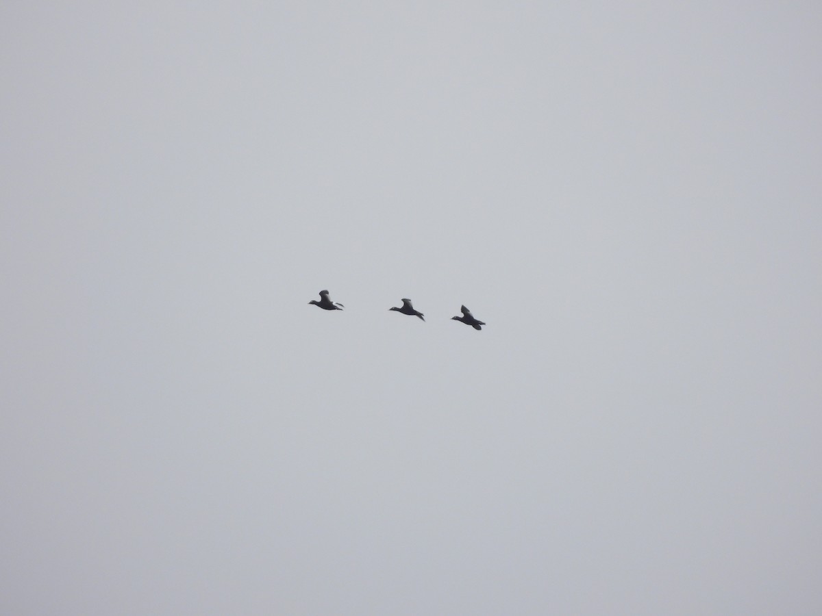 White-winged Scoter - ML563071161