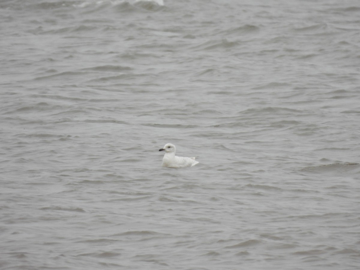 Gabbiano d'Islanda - ML563071501