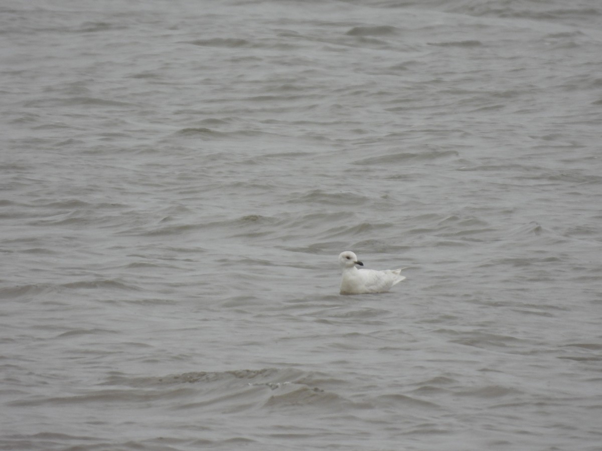 Iceland Gull - ML563071511