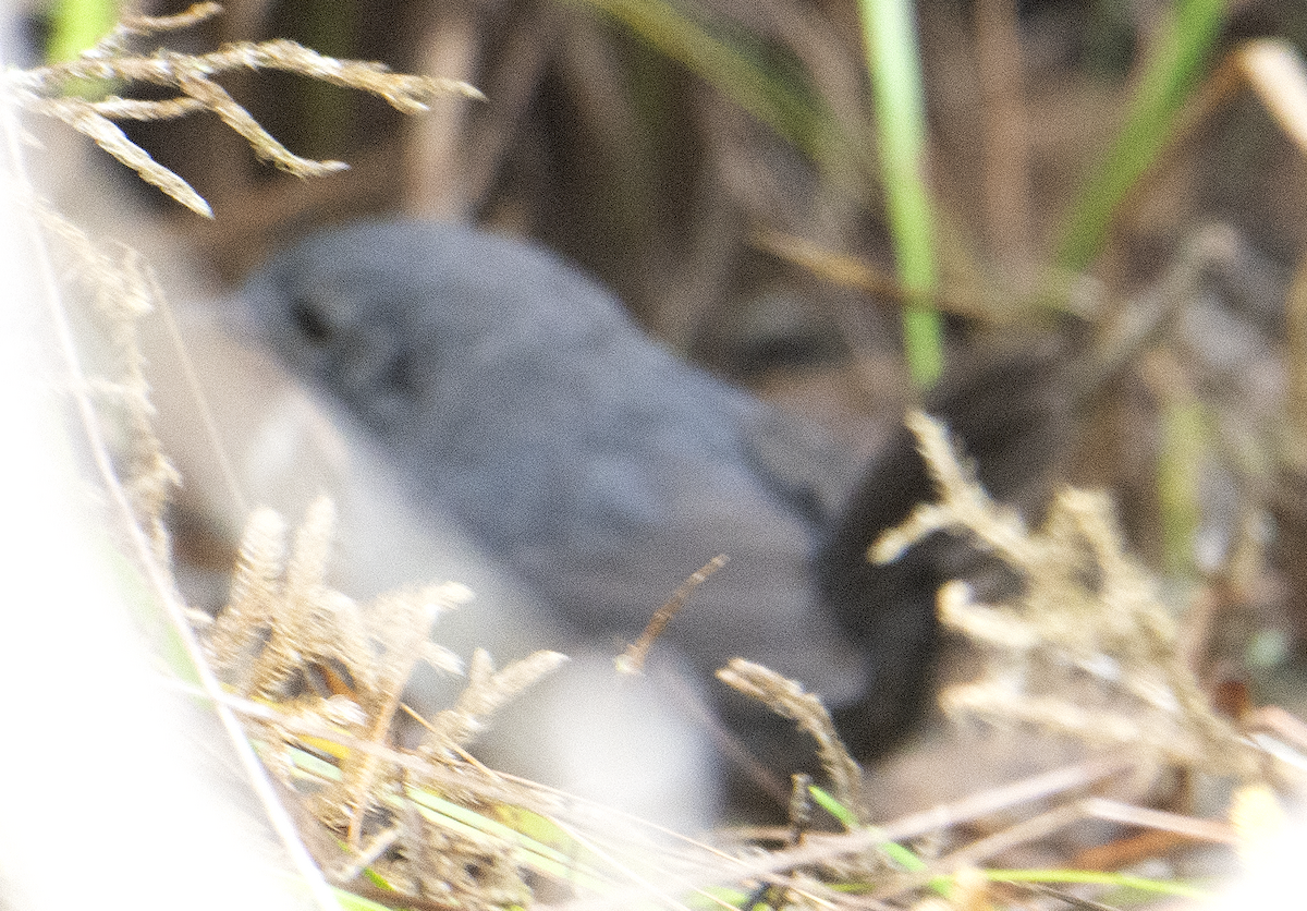 Diamantina Tapaculo - johnny powell