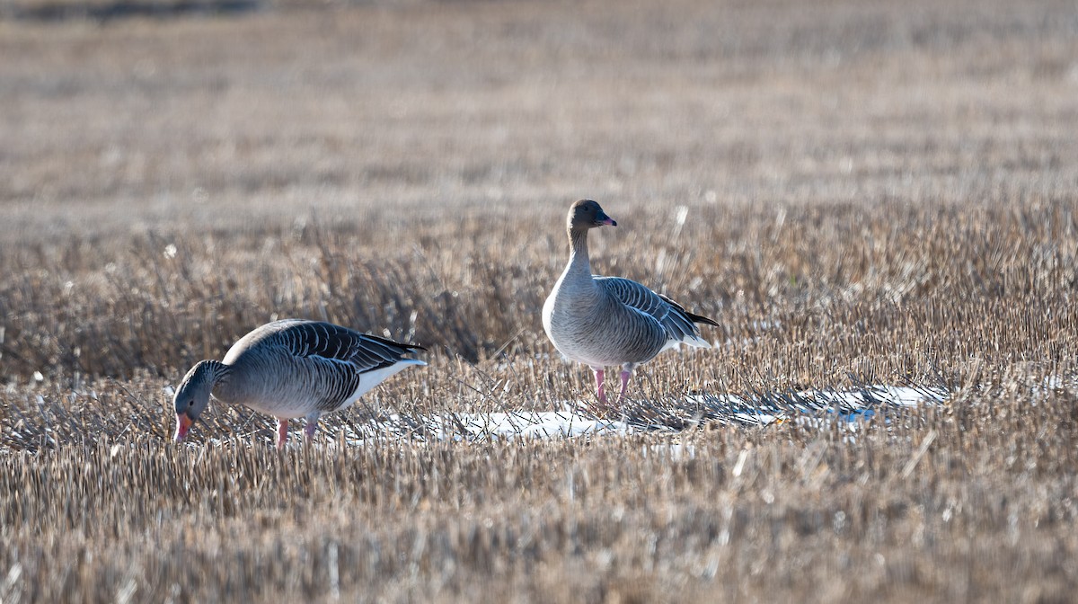 Pink-footed Goose - Eric Francois Roualet