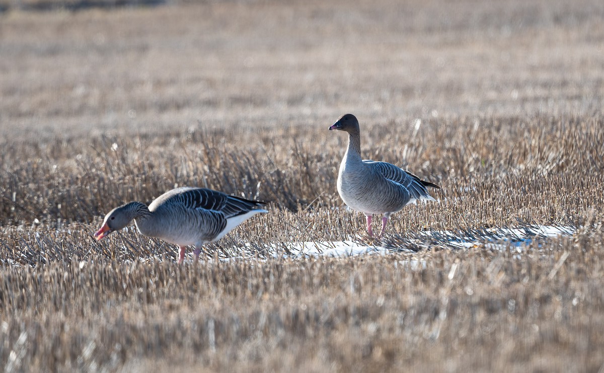 Pink-footed Goose - Eric Francois Roualet