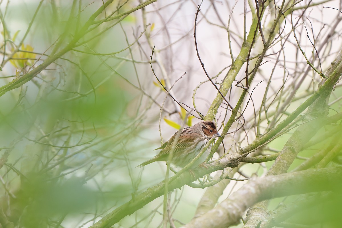 Little Bunting - ML563073001