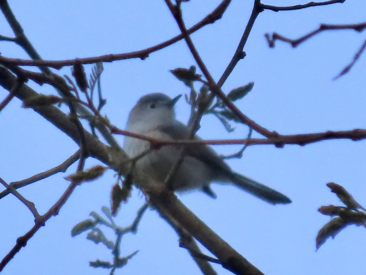 Blue-gray Gnatcatcher - ML563074491