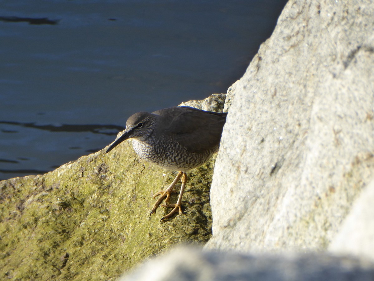 Wandering Tattler - Chris Murrell