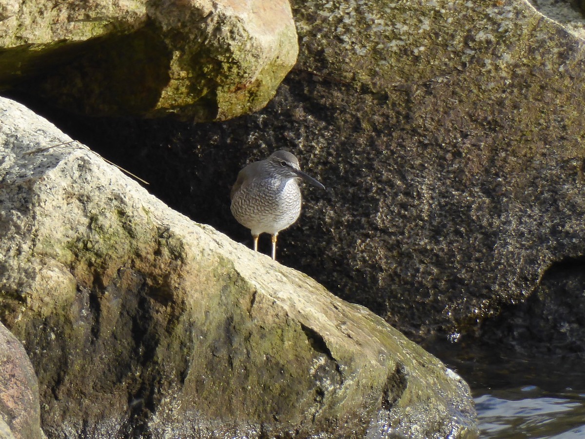 Wandering Tattler - ML56307491