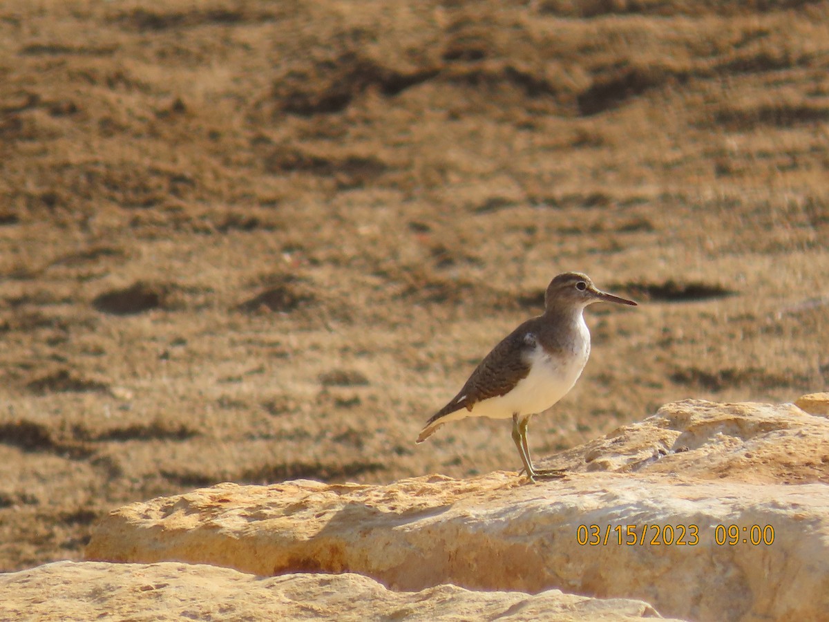 Common Sandpiper - Ute Langner