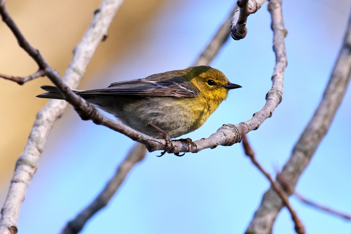 Pine Warbler - Charlie Shields