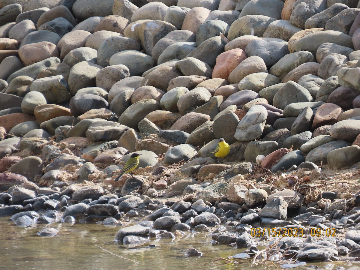 Western Yellow Wagtail - ML563076301