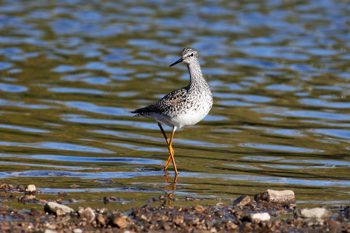 Lesser Yellowlegs - ML563076551