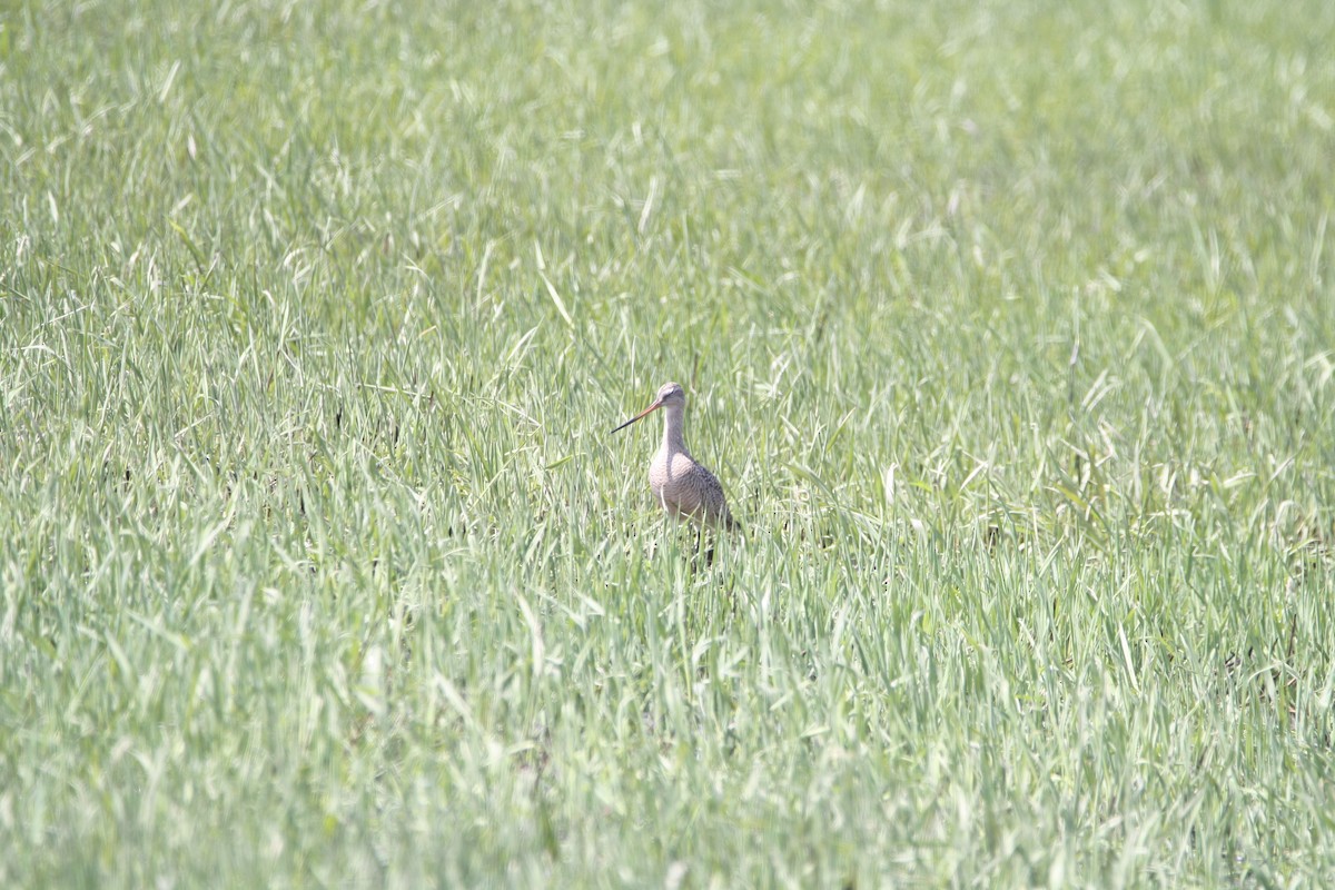 Marbled Godwit - ML563077971