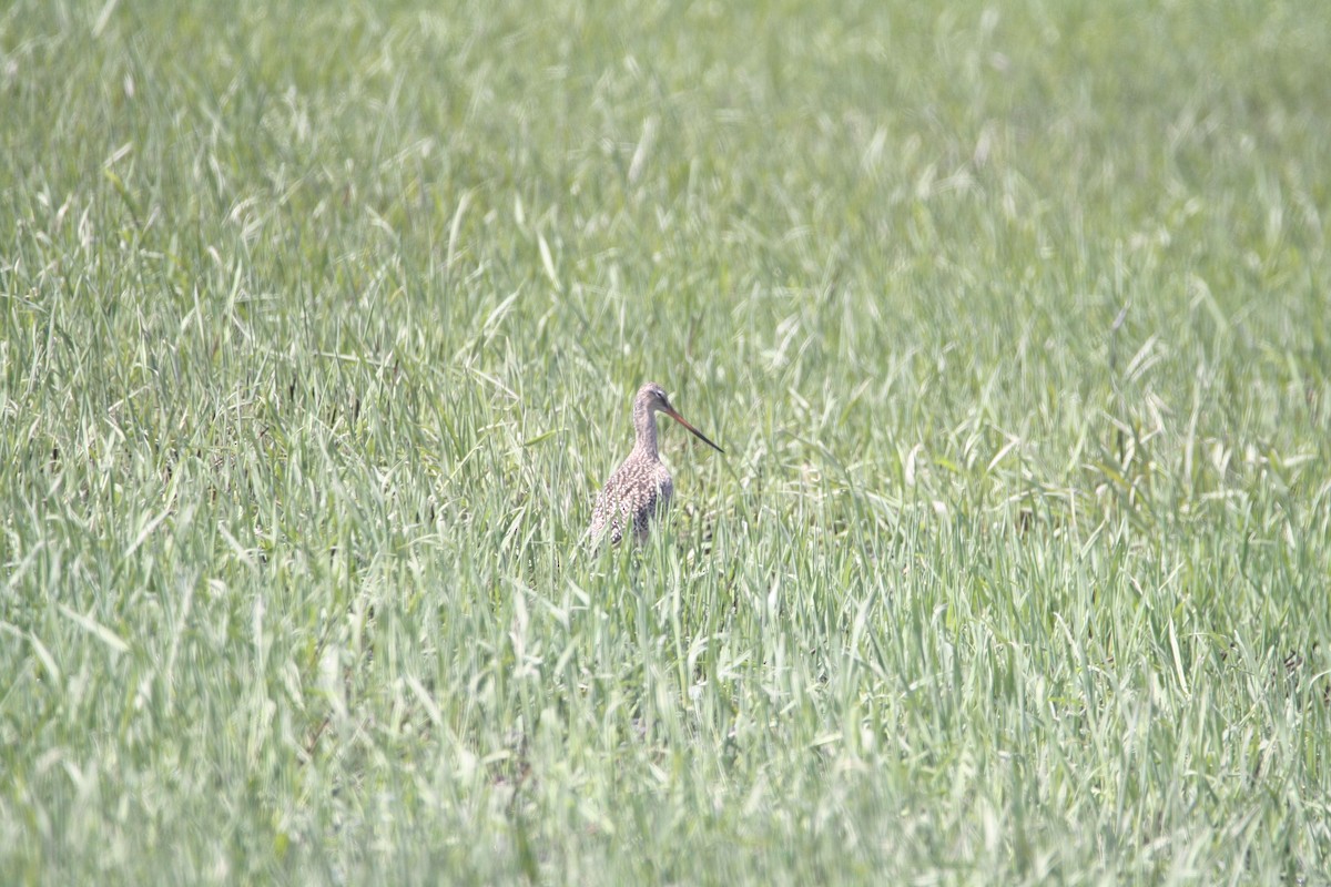 Marbled Godwit - ML563078111