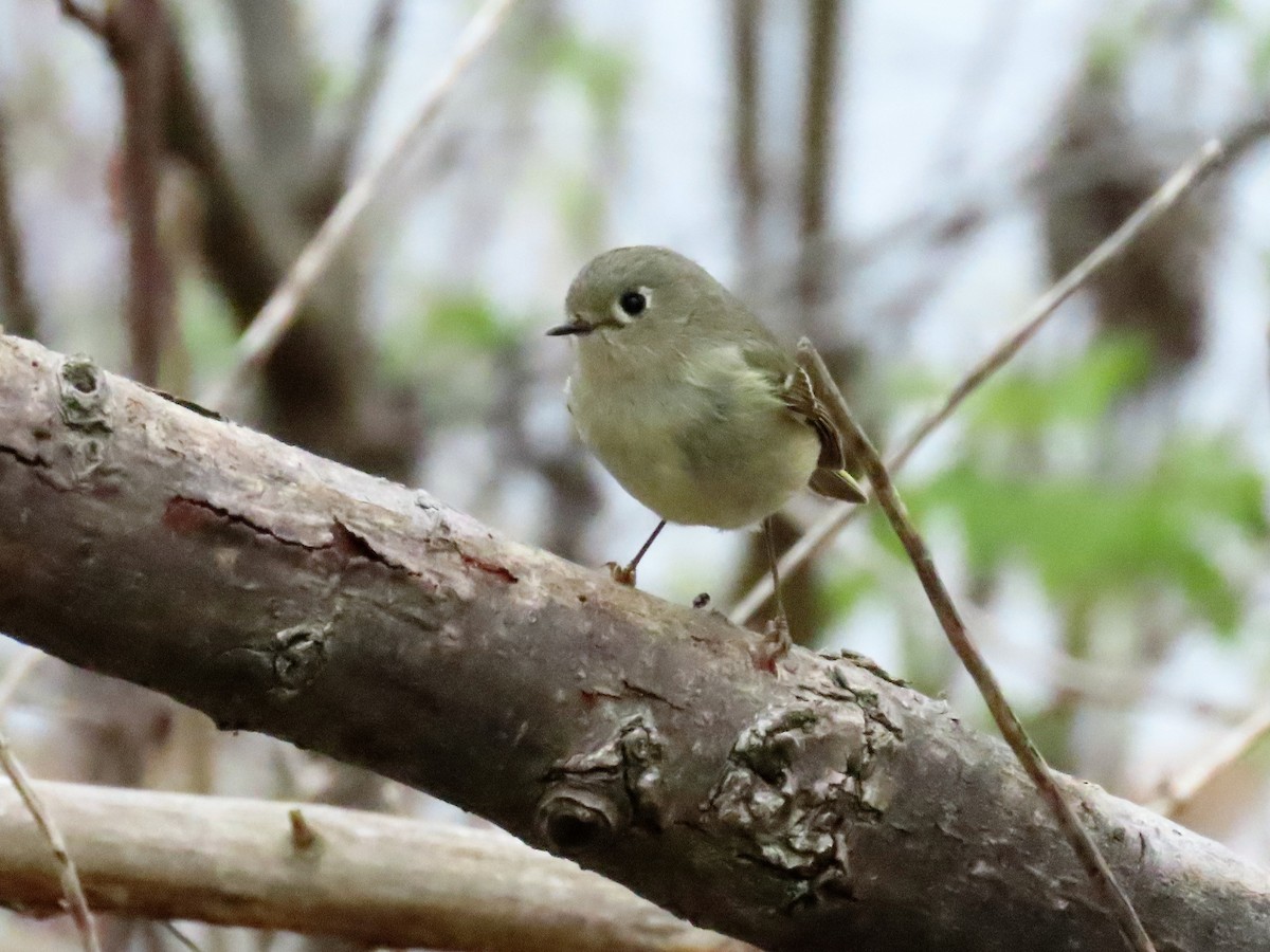 Ruby-crowned Kinglet - ML563078591