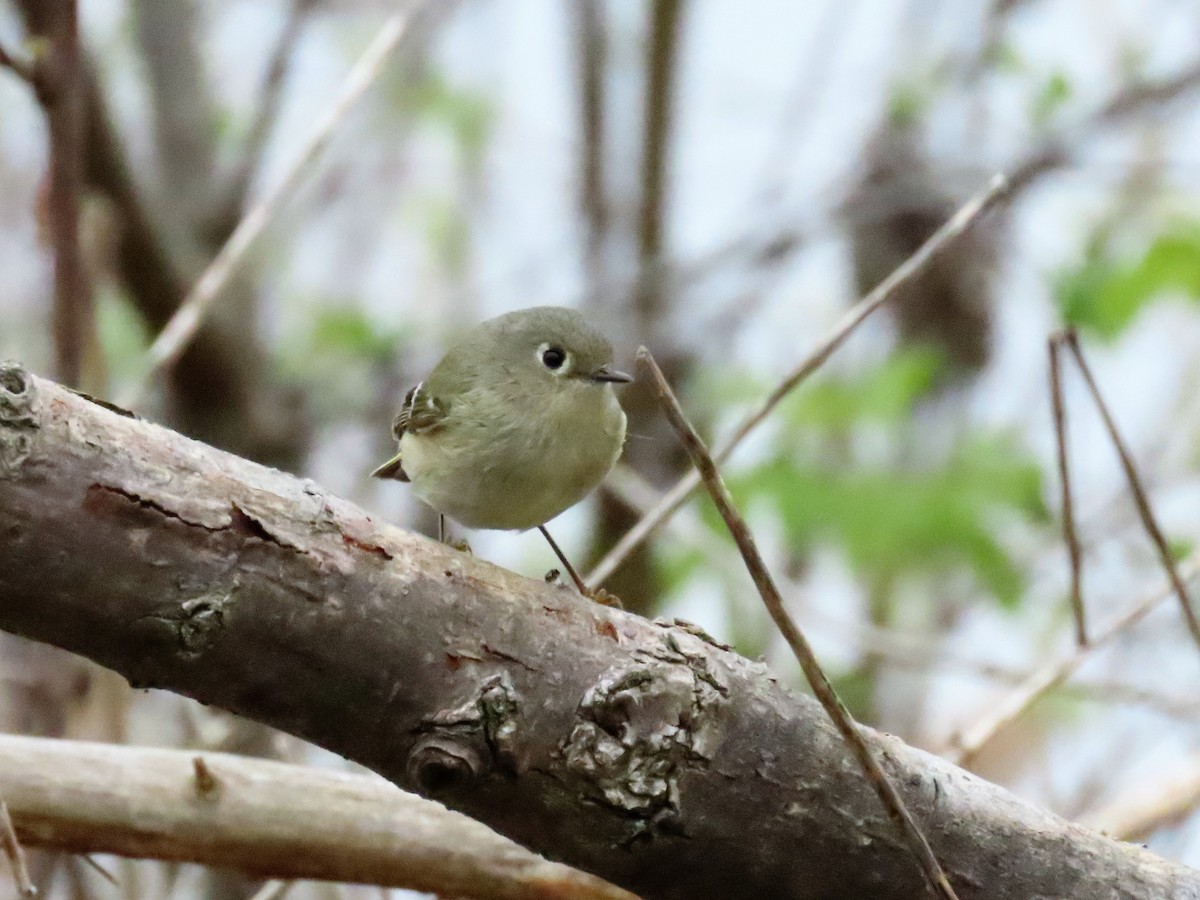 Ruby-crowned Kinglet - ML563078611