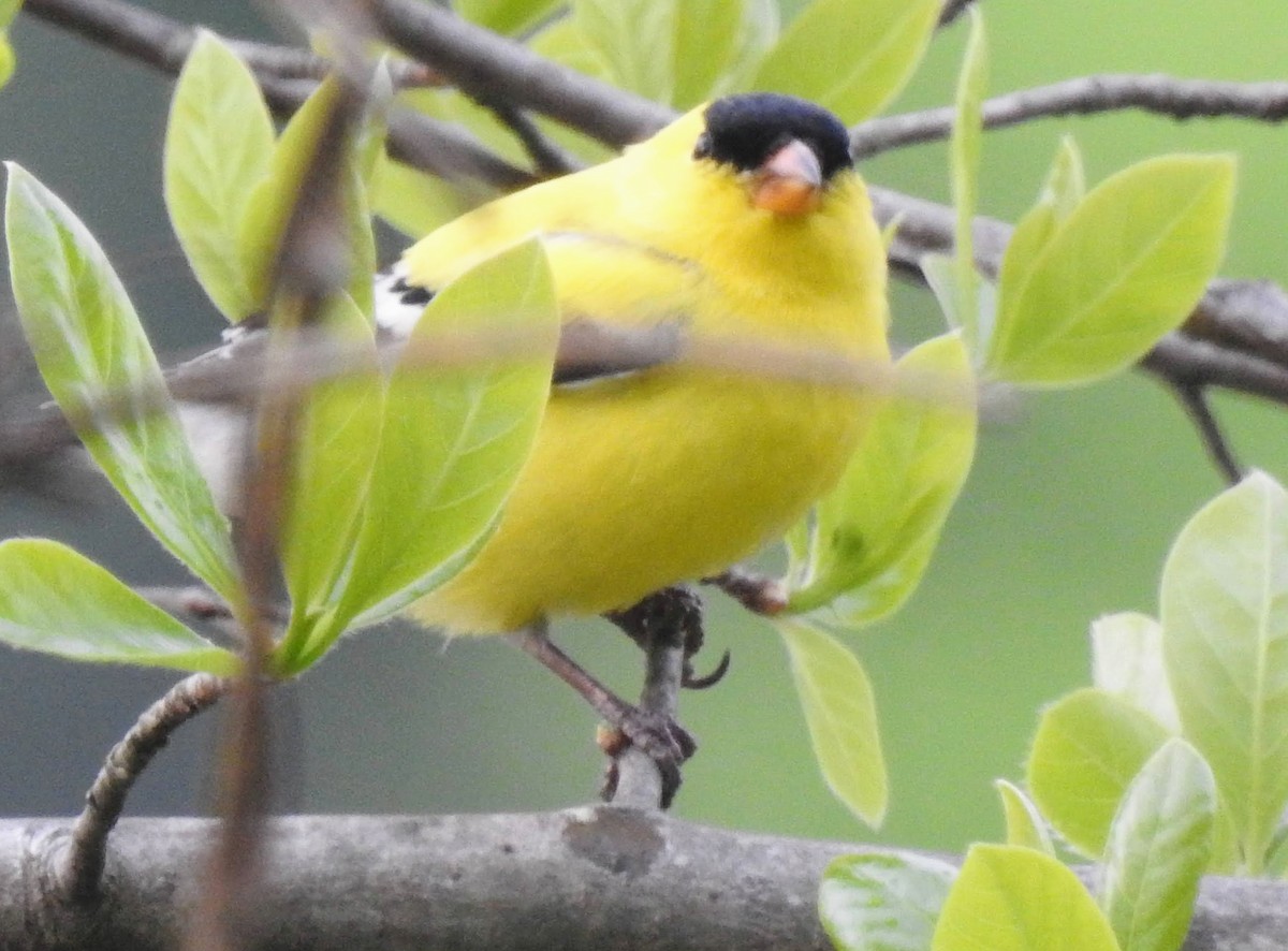 American Goldfinch - ML563079231