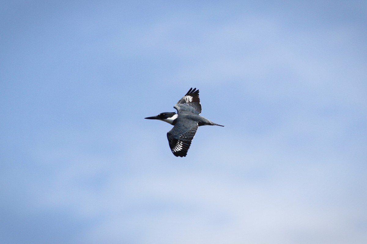 Belted Kingfisher - ML56308001