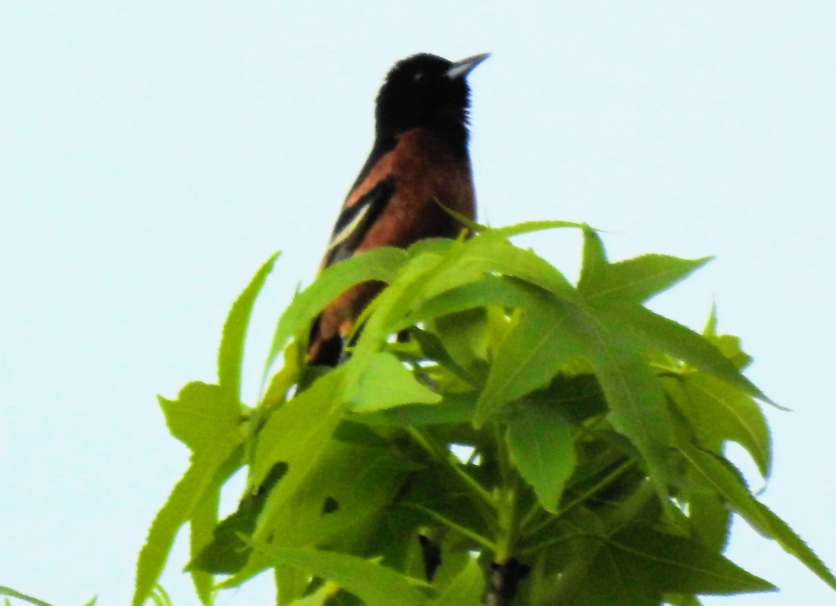 Orchard Oriole - ML563080121