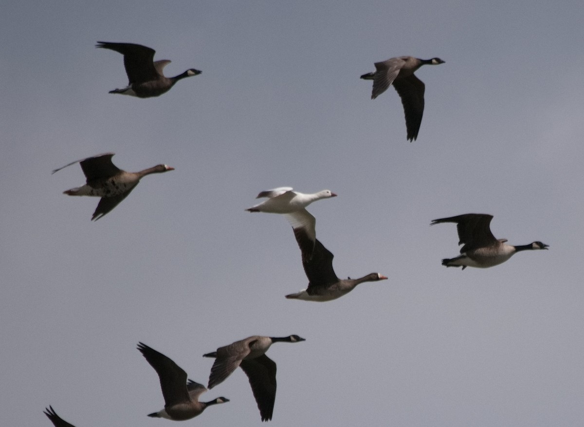 Ross's Goose - ML563080231