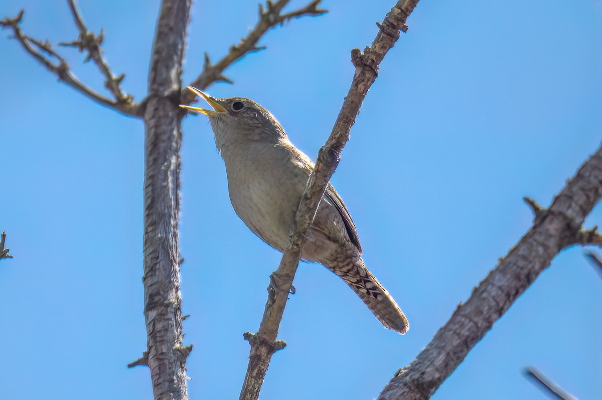 House Wren - ML563080271