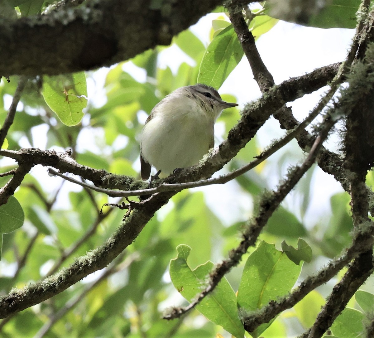 Warbling Vireo - ML563081881