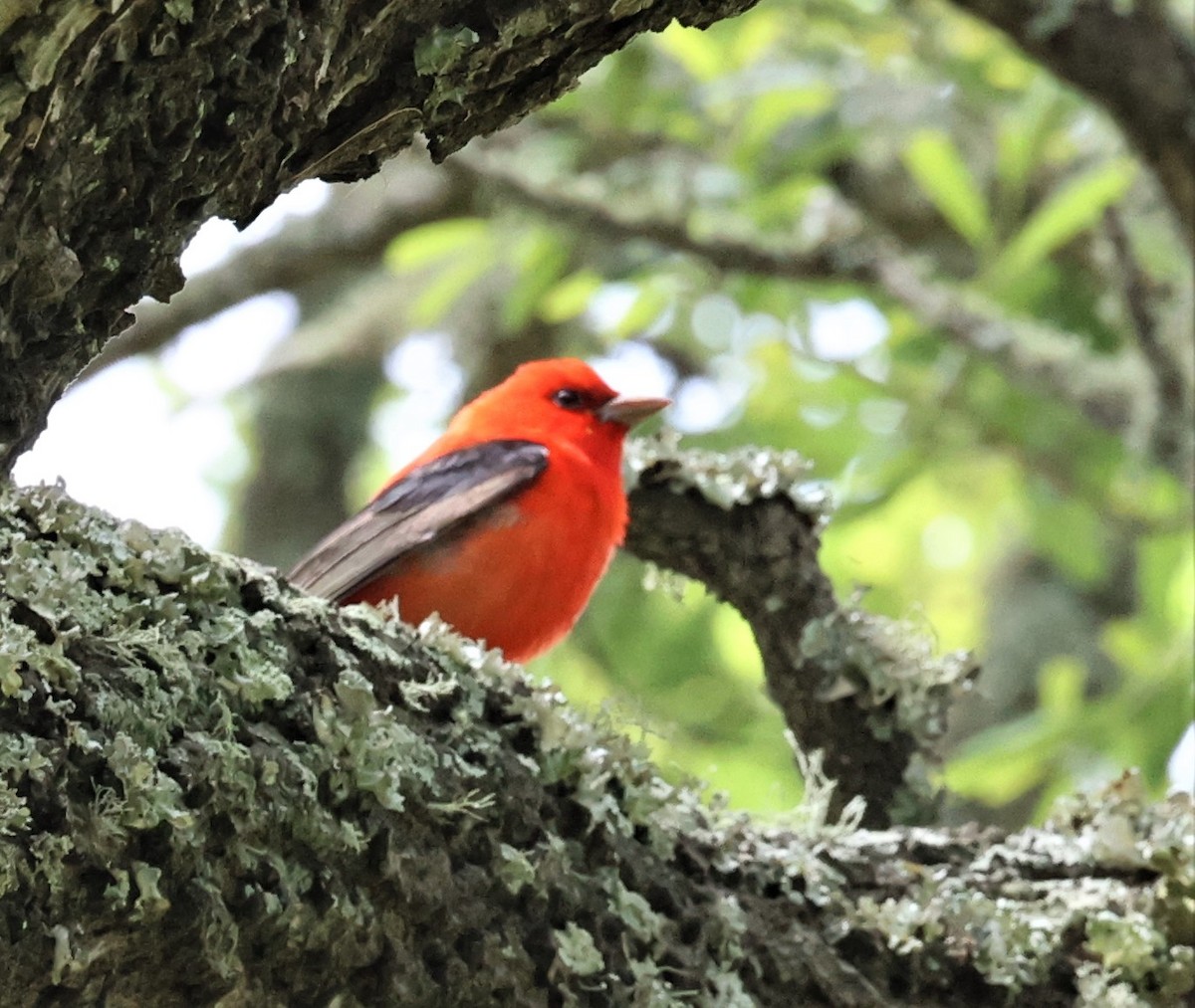 Scarlet Tanager - ML563081981