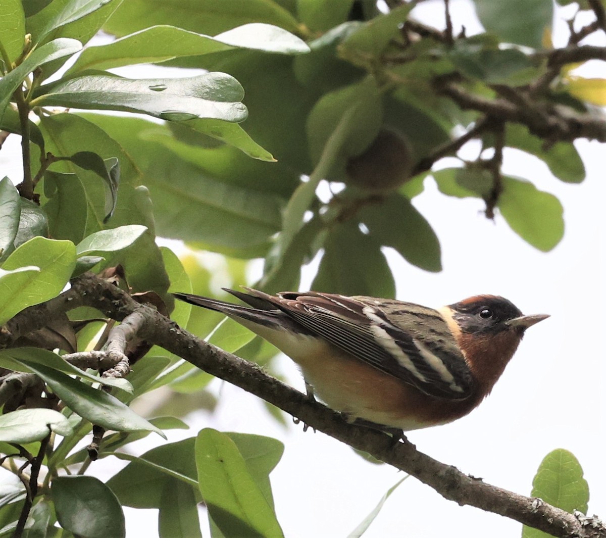 Bay-breasted Warbler - ML563082051