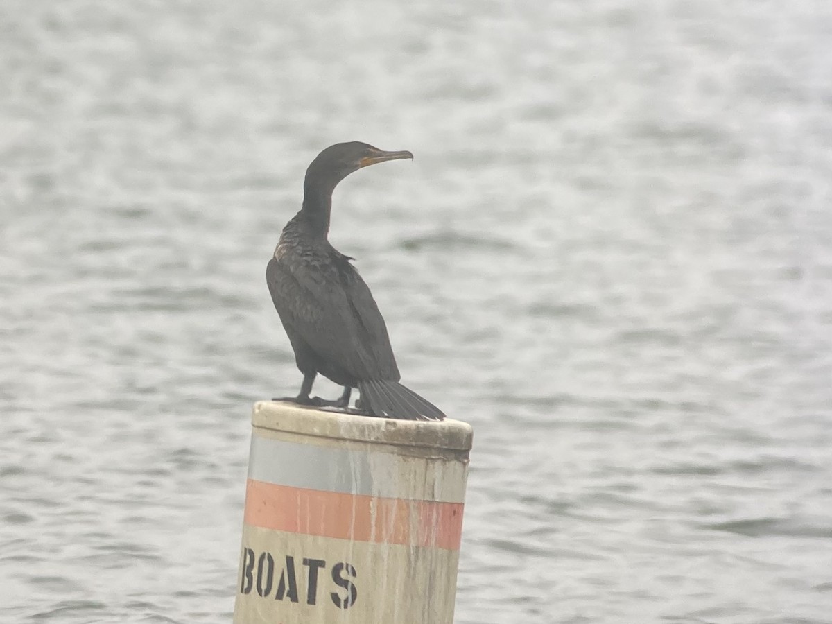 Double-crested Cormorant - ML563082221