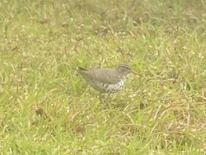 Spotted Sandpiper - ML563082291