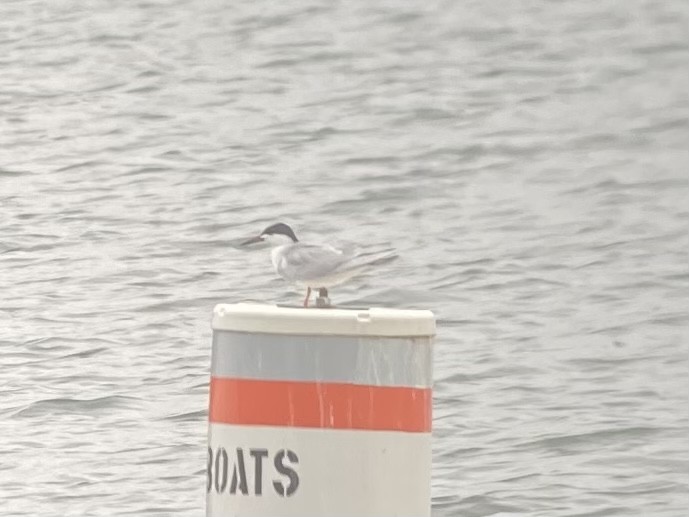 Forster's Tern - ML563082491