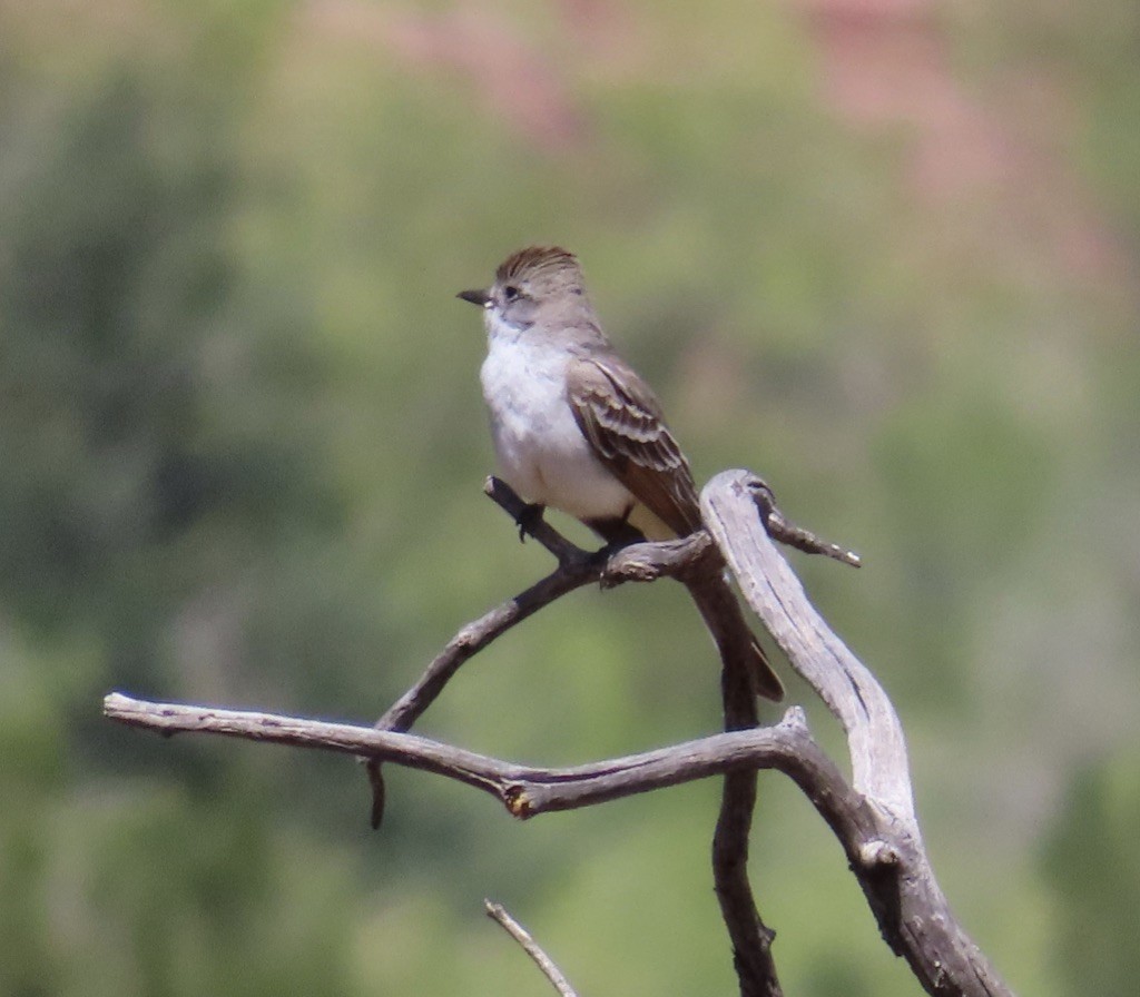 Ash-throated Flycatcher - ML563085071