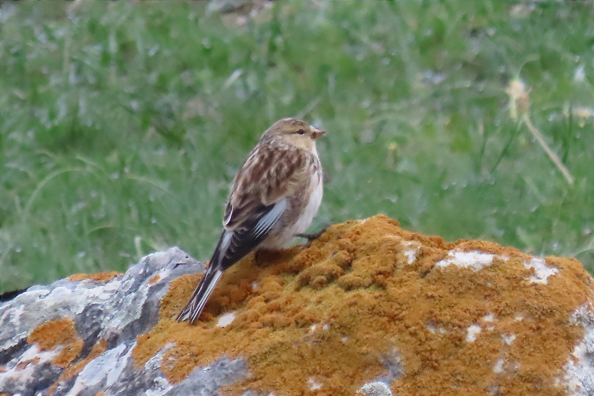 Pardillo Piquigualdo - ML563085181