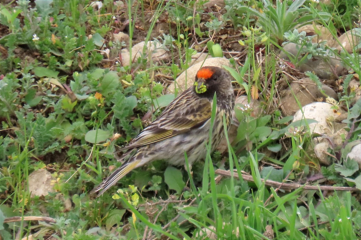 Fire-fronted Serin - ML563085411