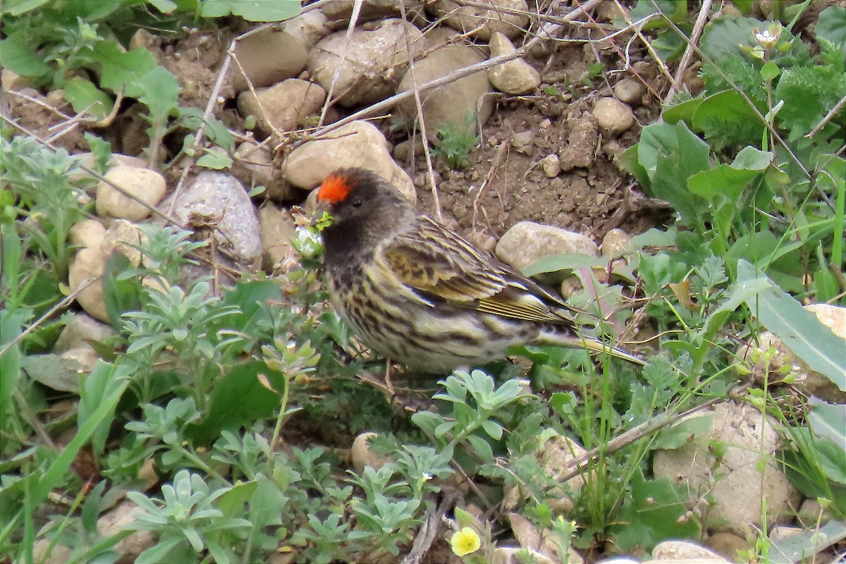 Fire-fronted Serin - ML563085421
