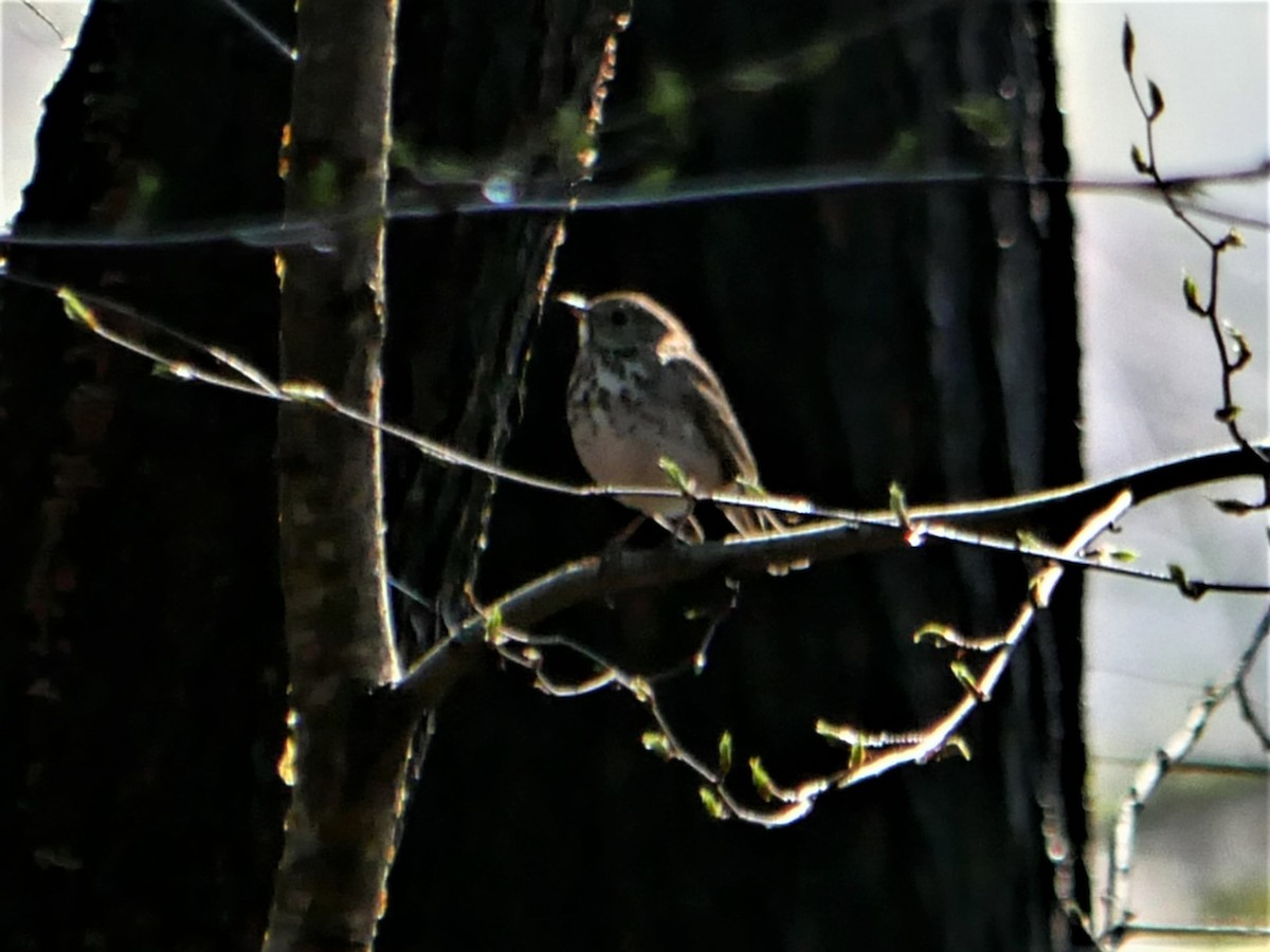 Hermit Thrush - ML563086391