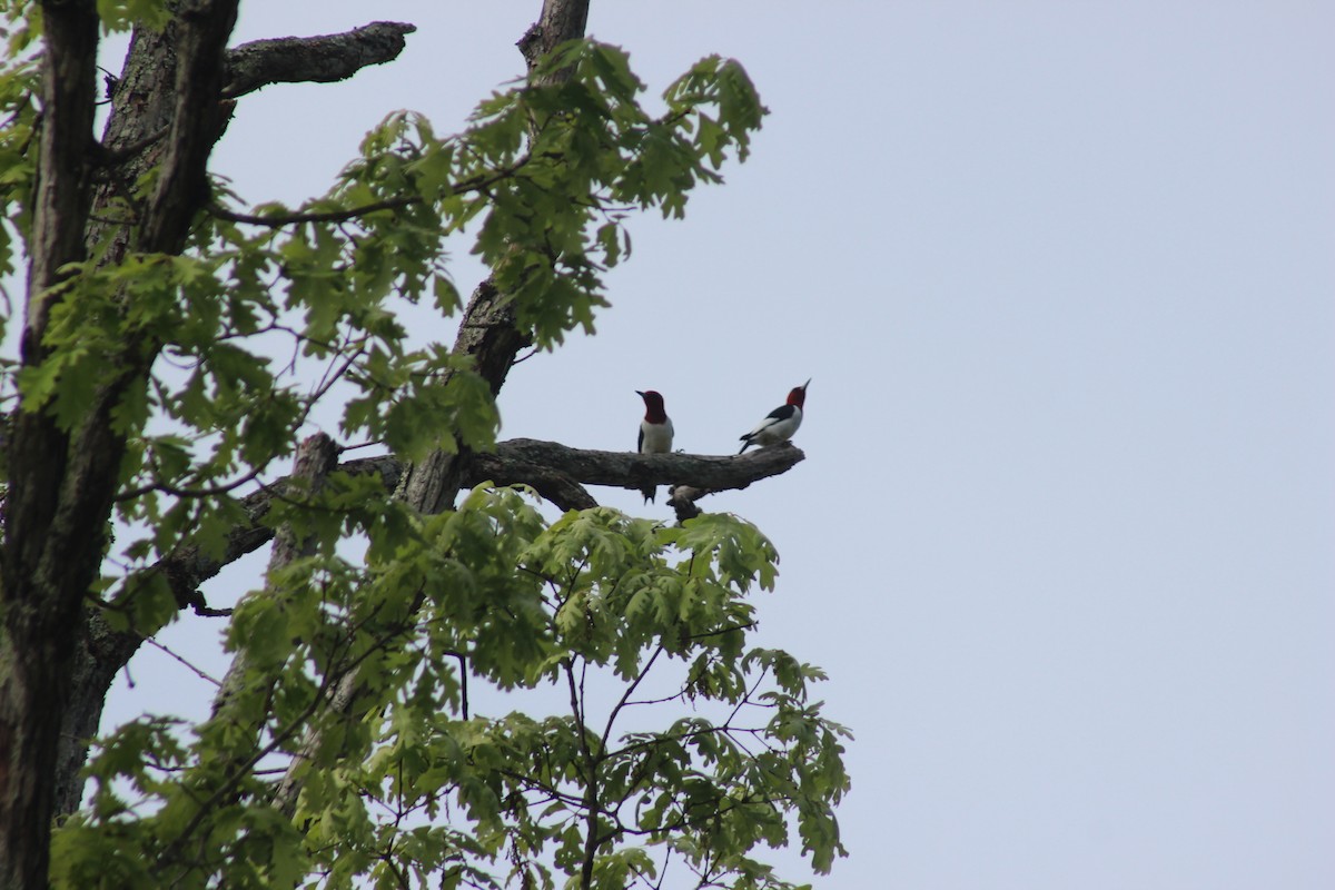 Red-headed Woodpecker - Stephanie Kelley