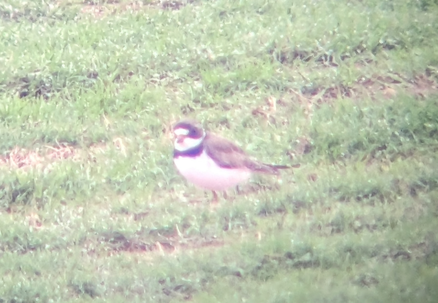 Semipalmated Plover - ML563086611