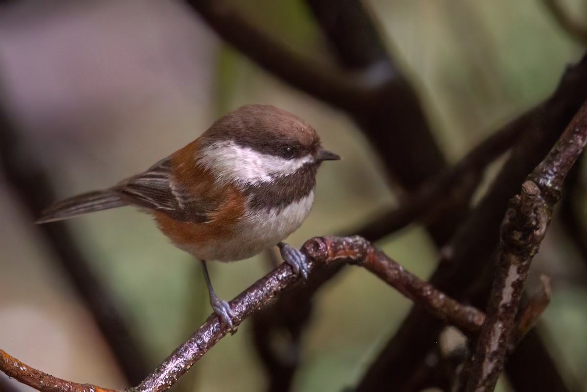 Chestnut-backed Chickadee - Deborah Bifulco