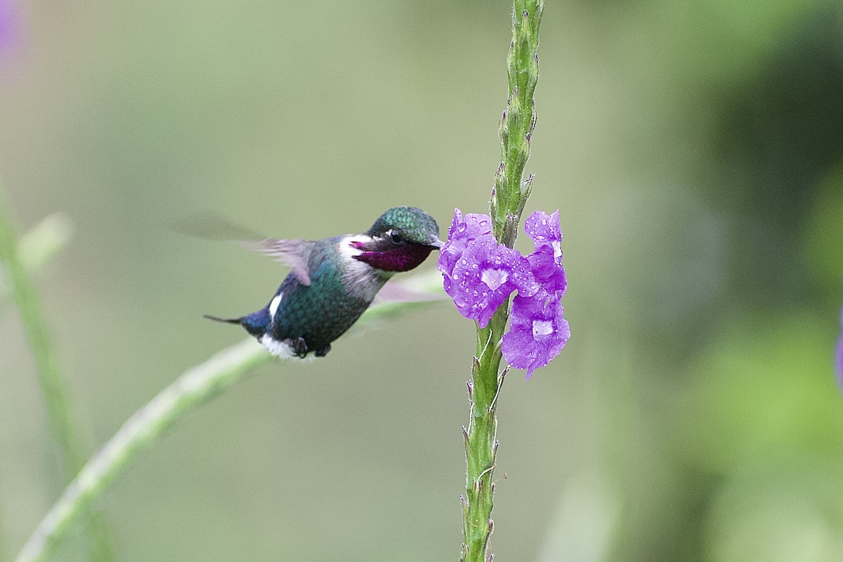 Colibri d'Héliodore - ML563090301