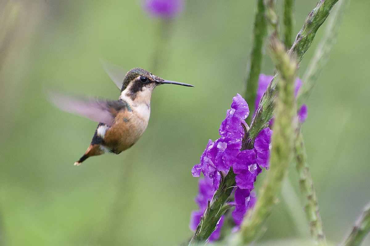 Colibri d'Héliodore - ML563090311